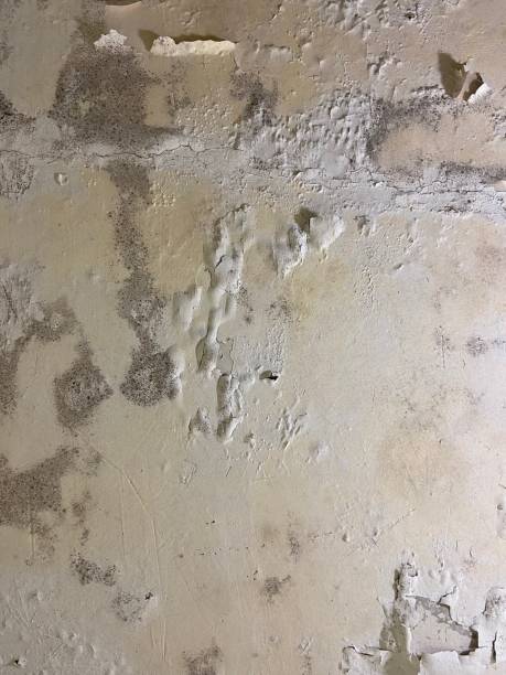 Best Mold Removal Company Near Me  in Lake Secession, SC