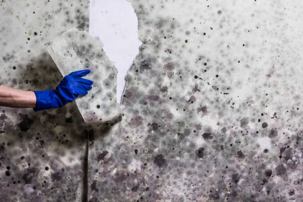 Best Mold Cleaning Services  in Lake Secession, SC